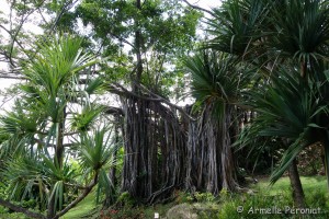 Guadeloupe Août 2015-02719  